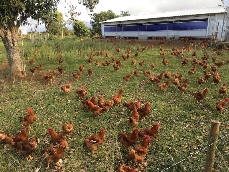 Poulets fermiers